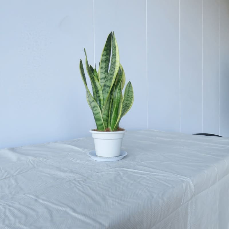 Beige Herringbone Print Vinyl Tablecloth